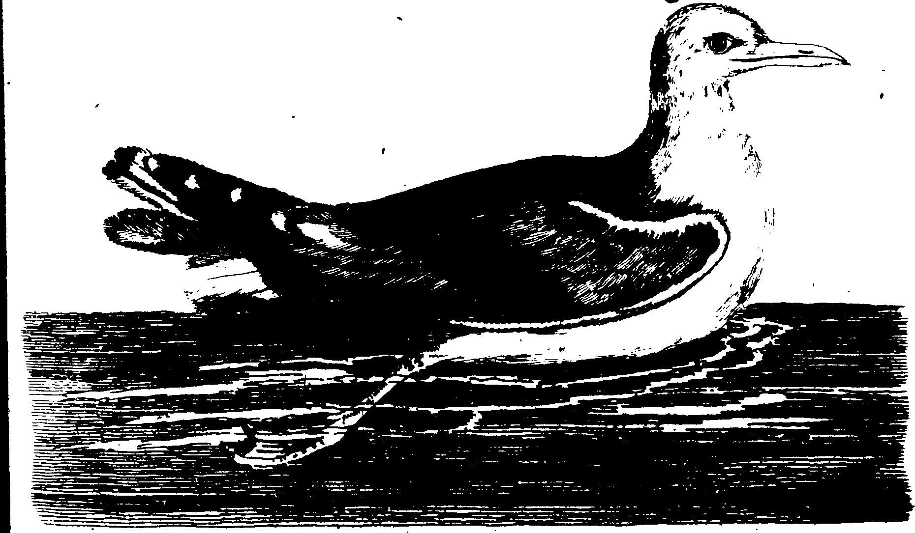 119/119950010400480_0.png