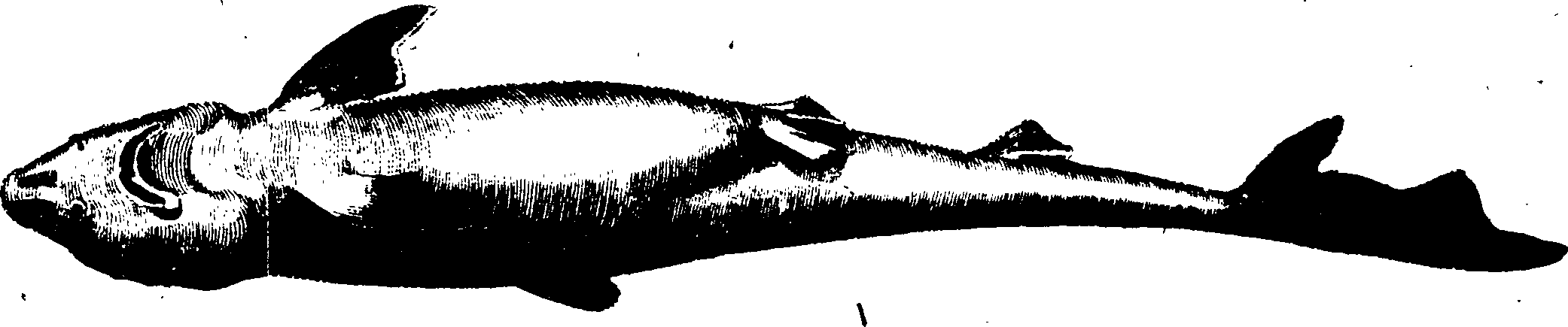 119/119950010400530_0.png