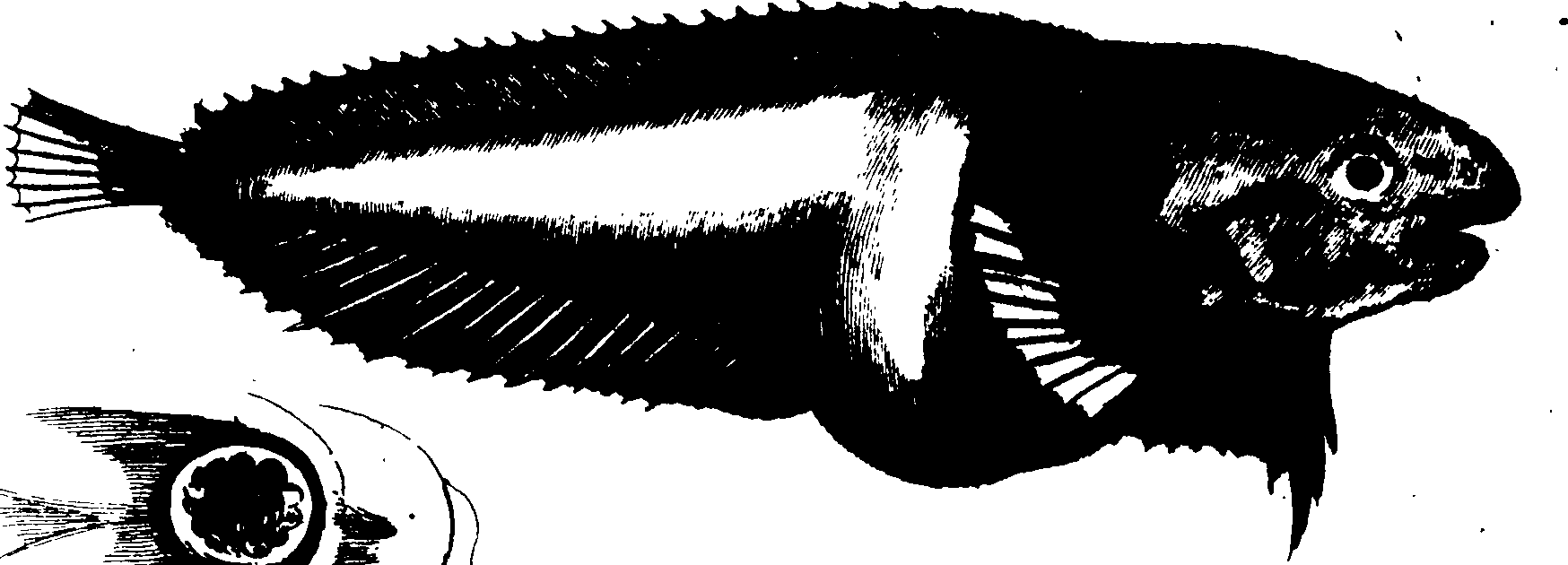119/119950010400560_0.png