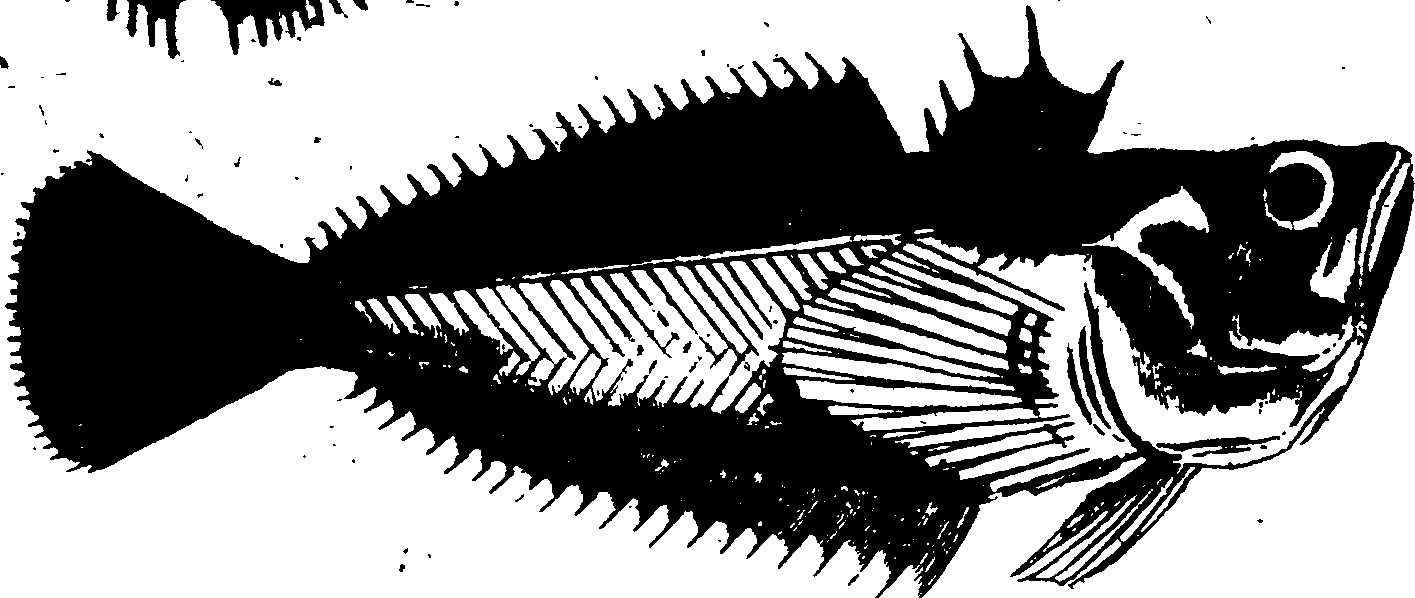 119/119950010400580_0.png