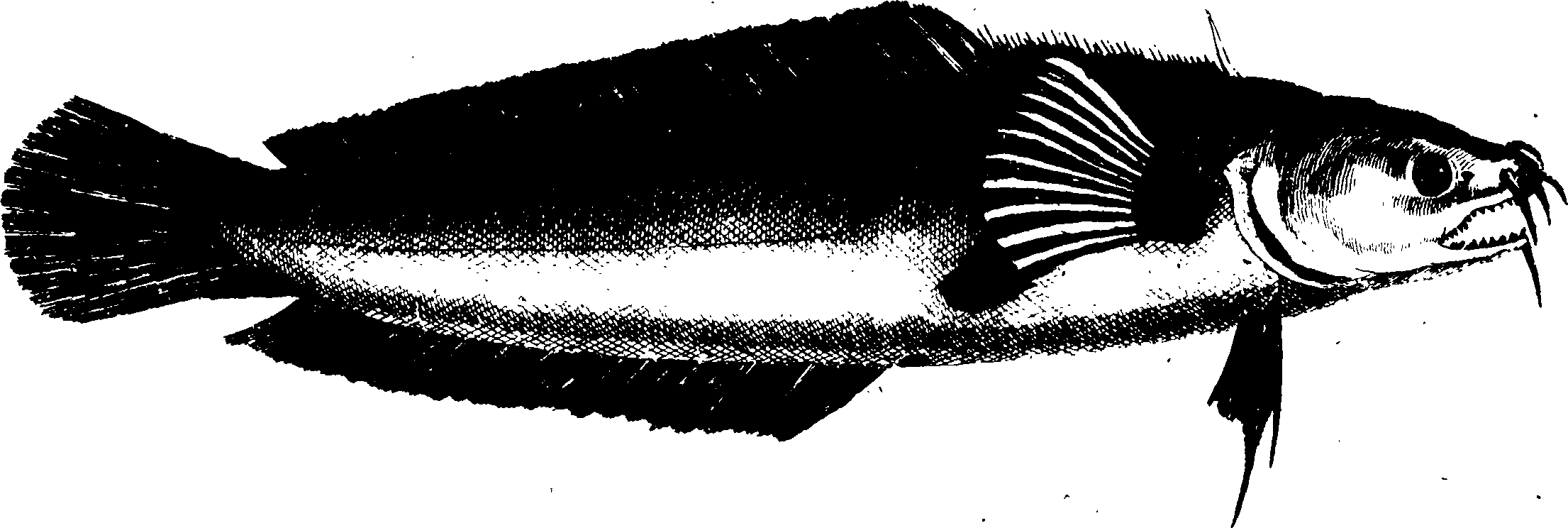 119/119950010400620_1.png