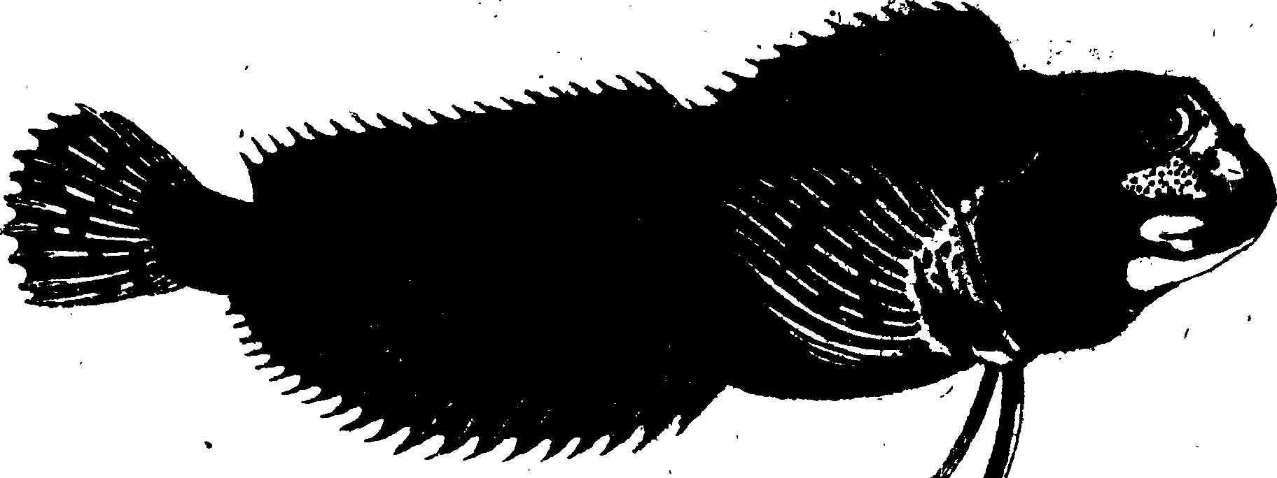 119/119950010400630_0.png