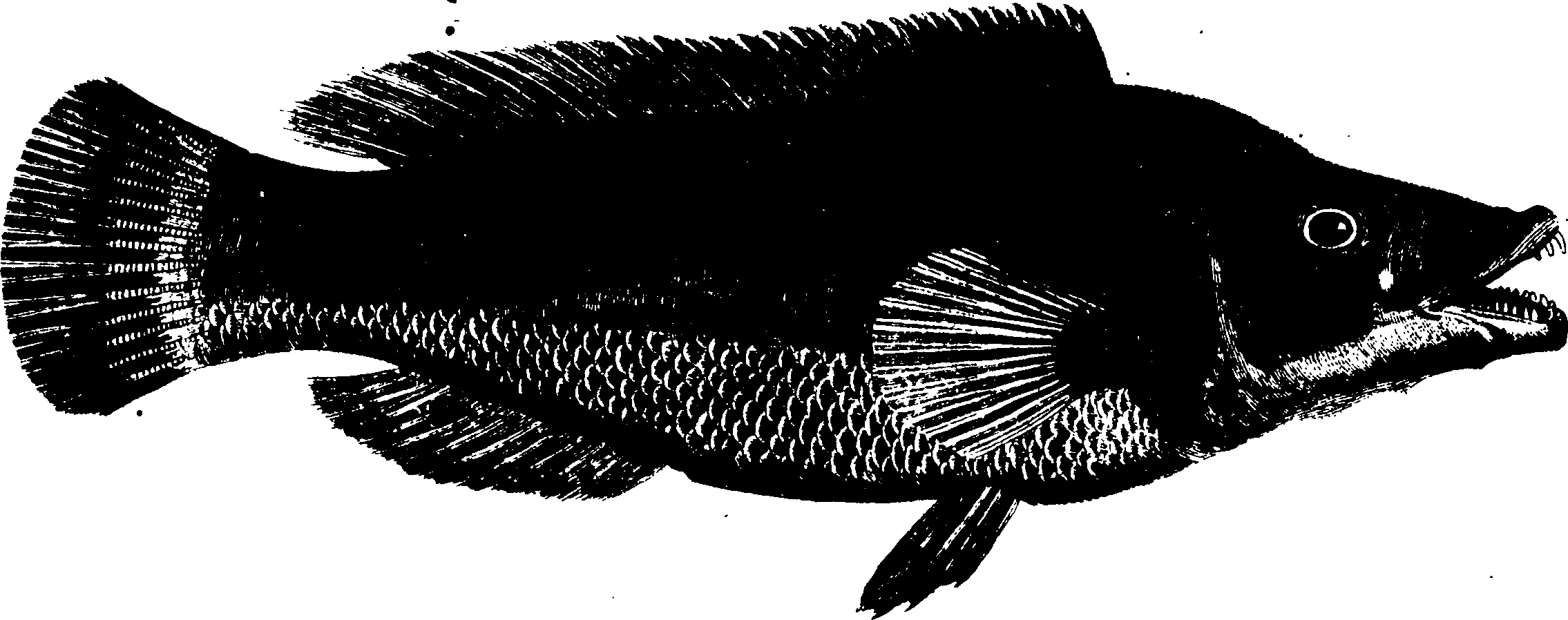 119/119950010400650_0.png