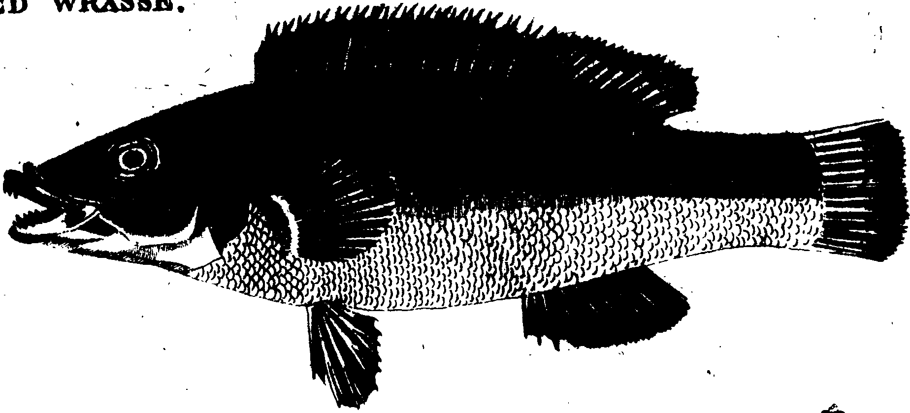119/119950010400660_0.png
