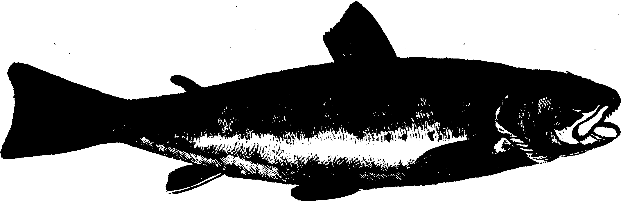 119/119950010400690_0.png