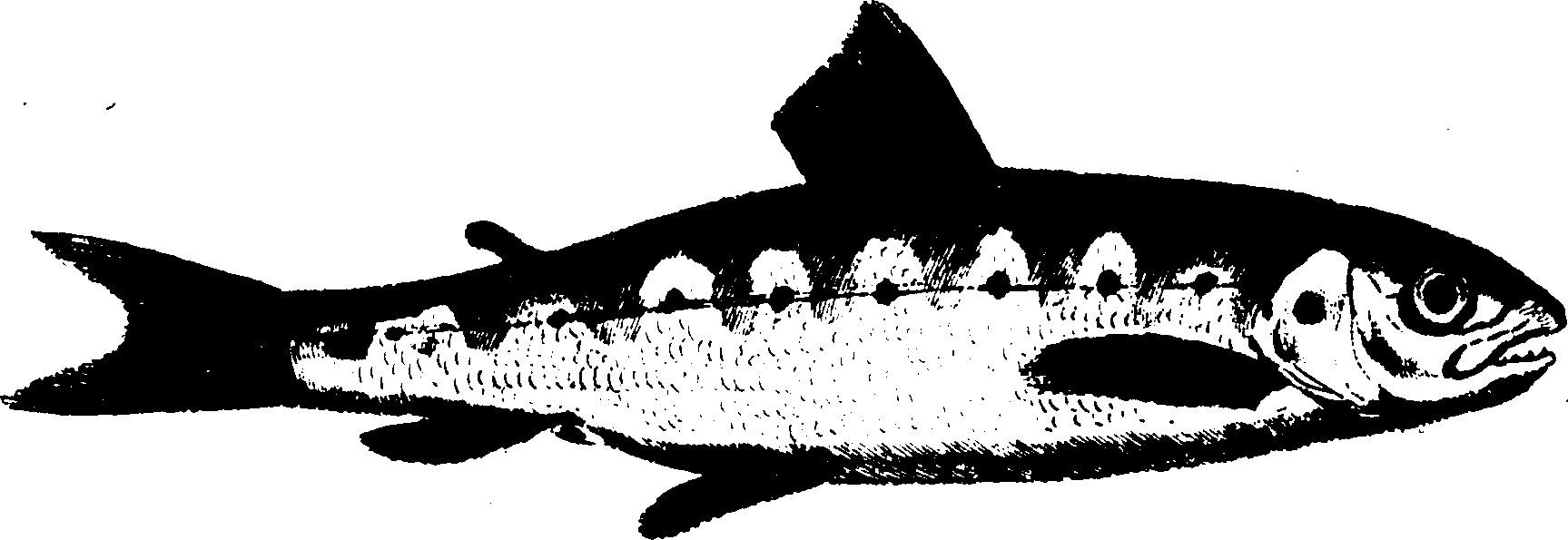 119/119950010400690_1.png