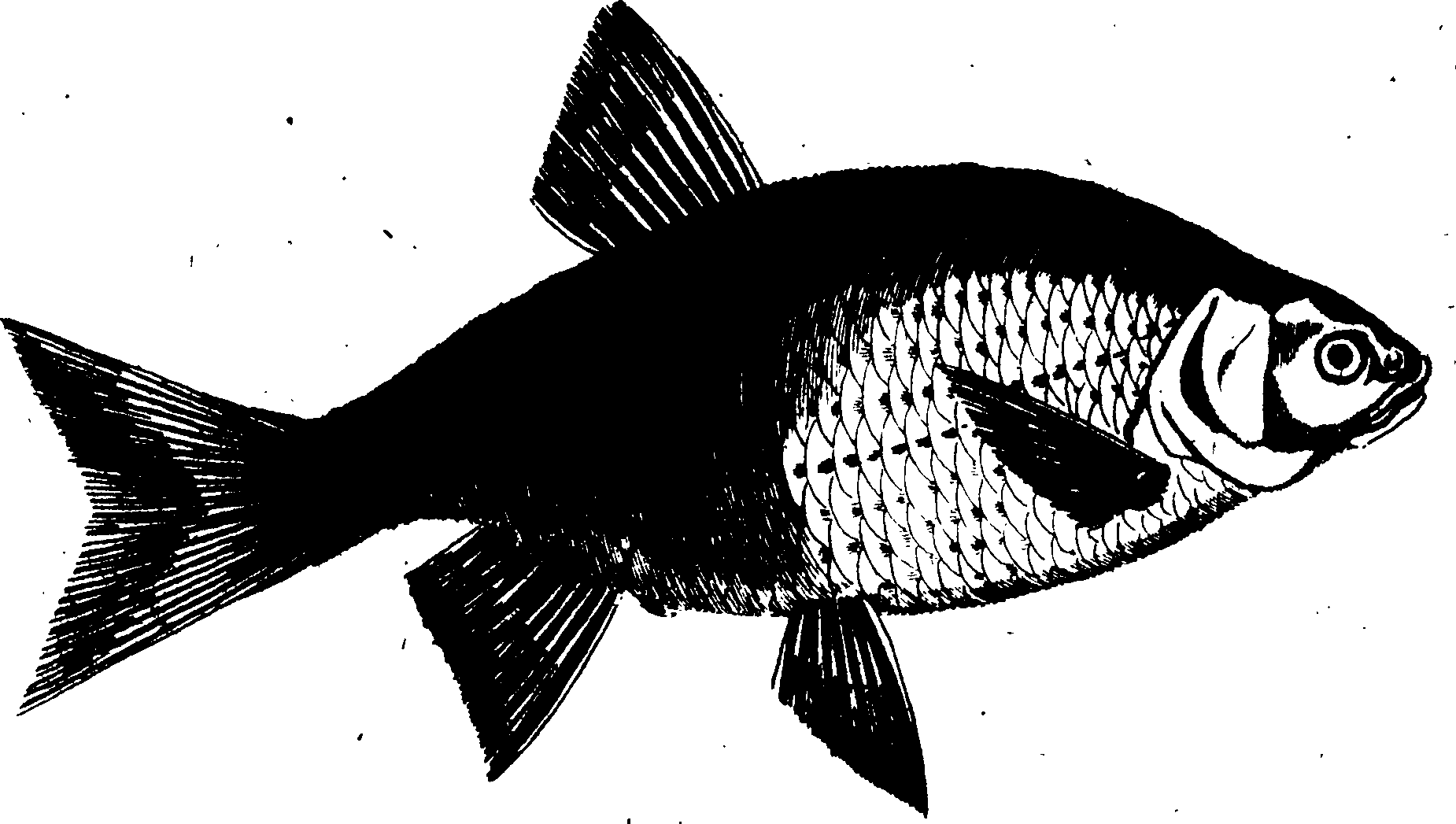 119/119950010400720_0.png