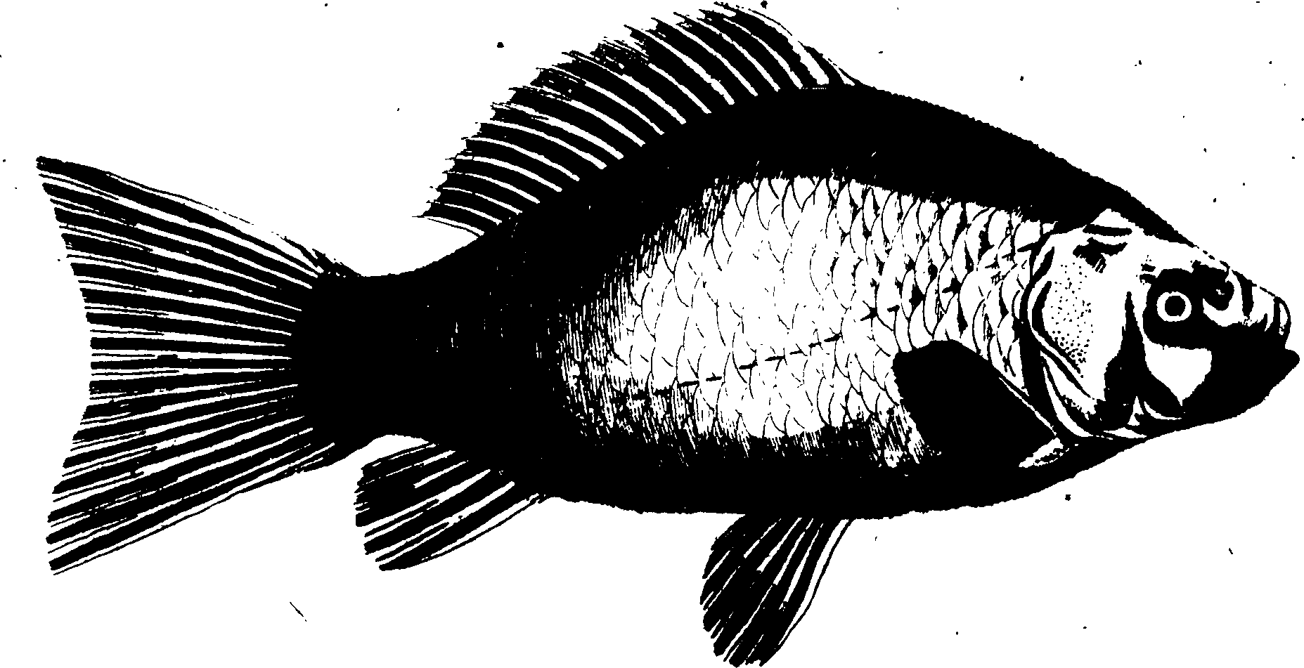 119/119950010400720_1.png