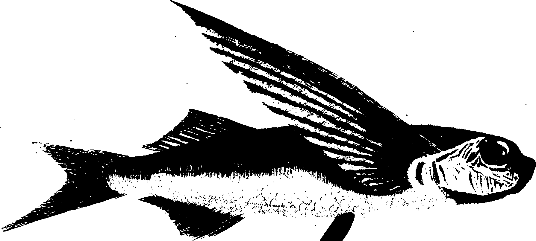 119/119950010400790_1.png