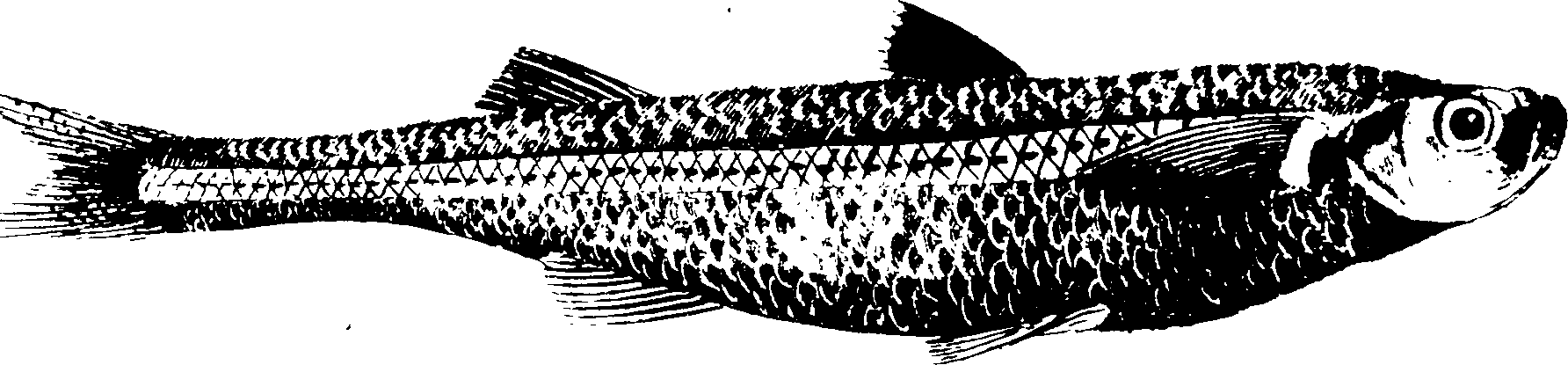 119/119950010400890_0.png