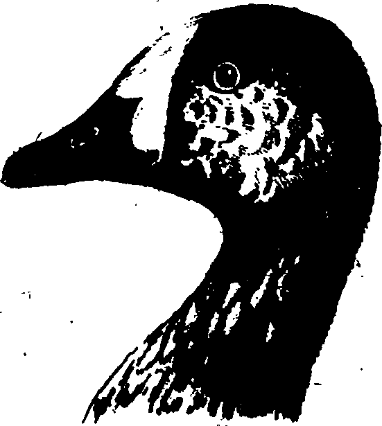 119/119950010401530_0.png