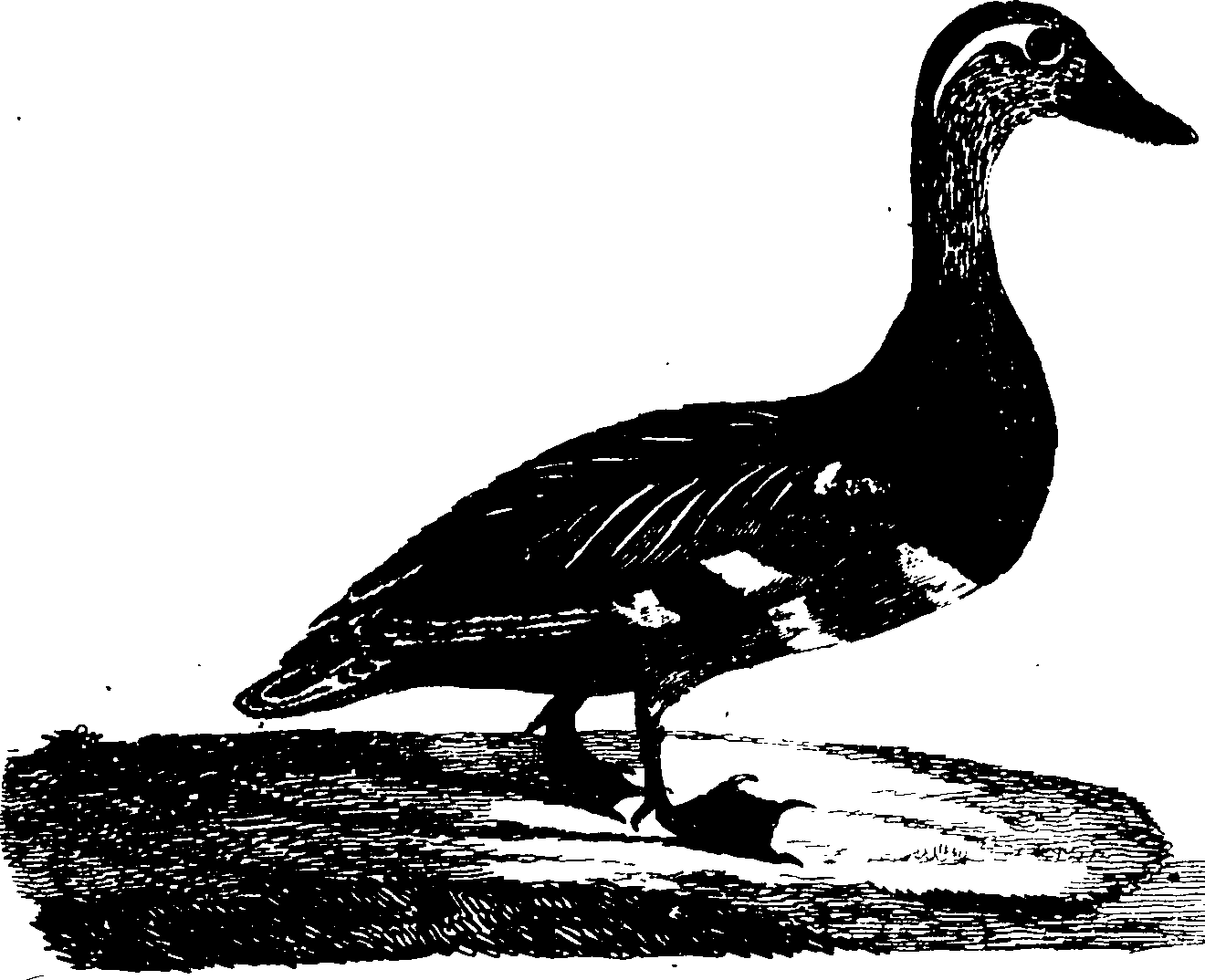 119/119950010401580_1.png