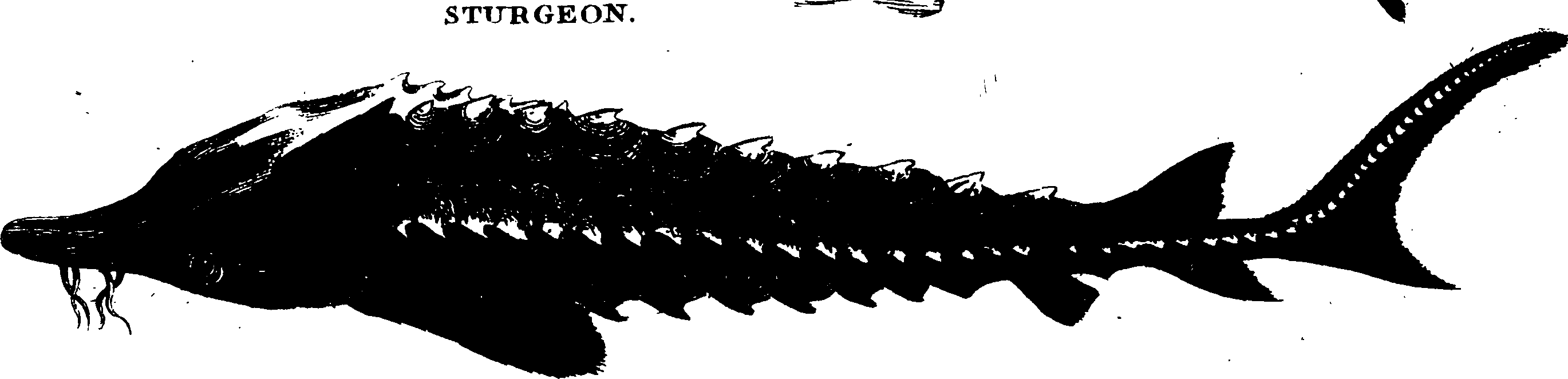 119/119950010401620_0.png
