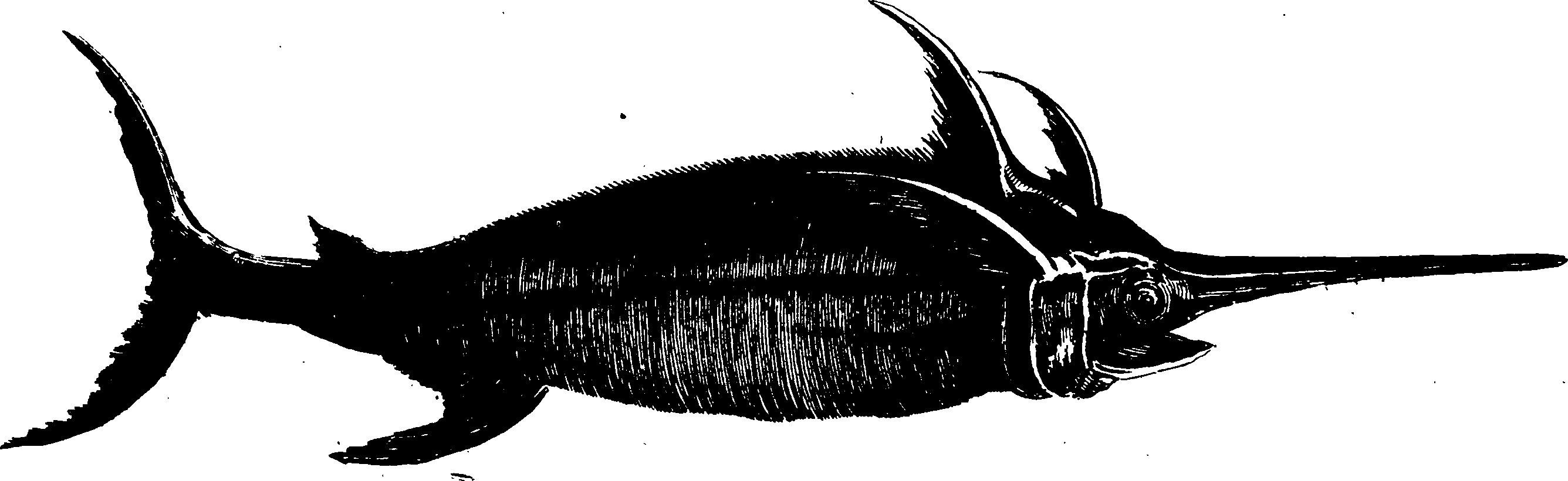 119/119950010401630_0.png