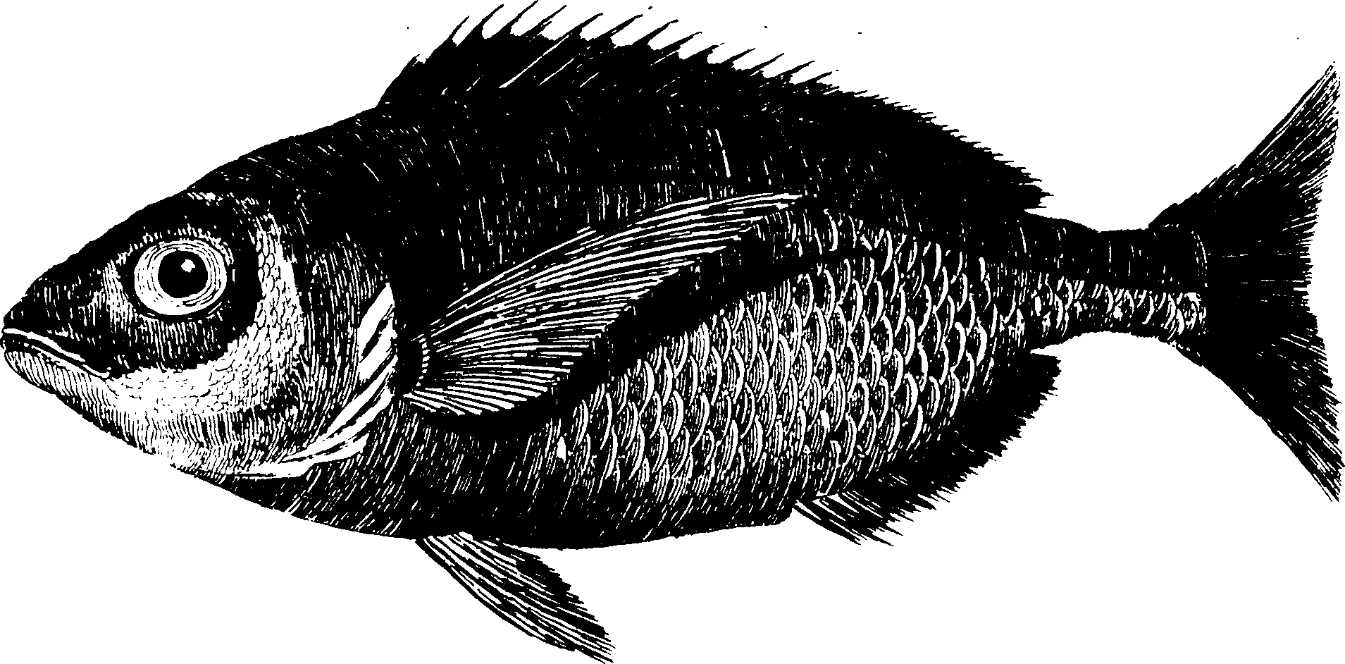 119/119950010401640_1.png
