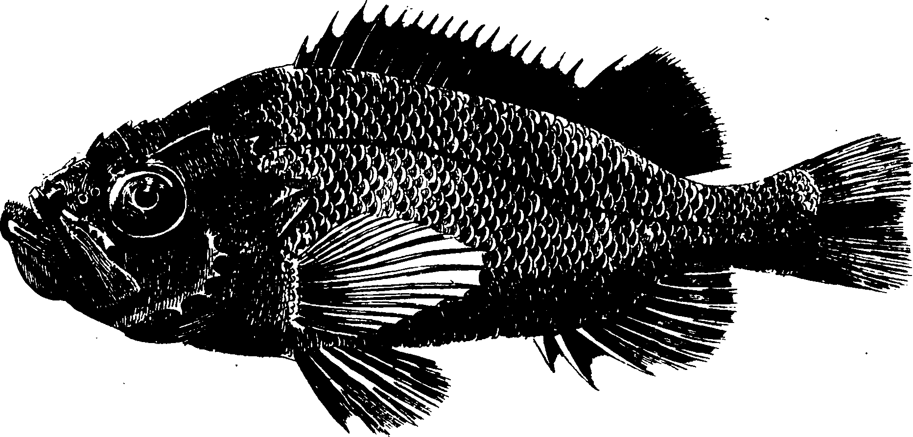 119/119950010401670_0.png