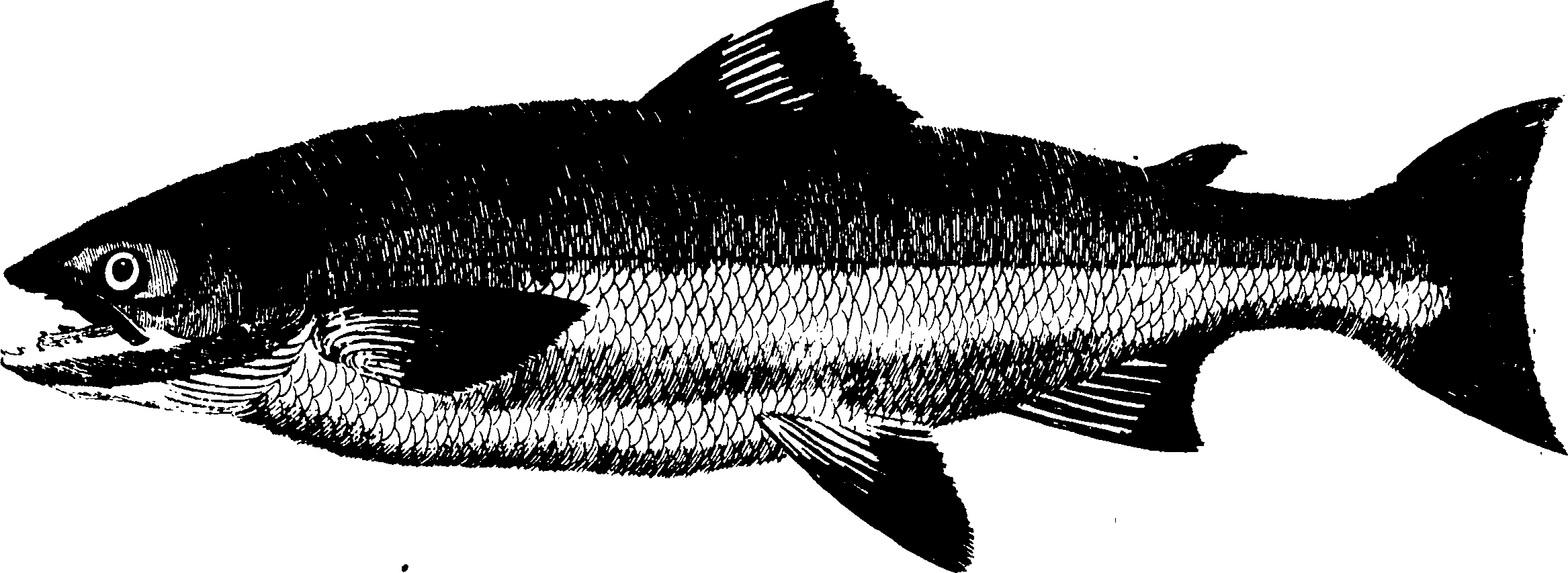 119/119950010401680_1.png