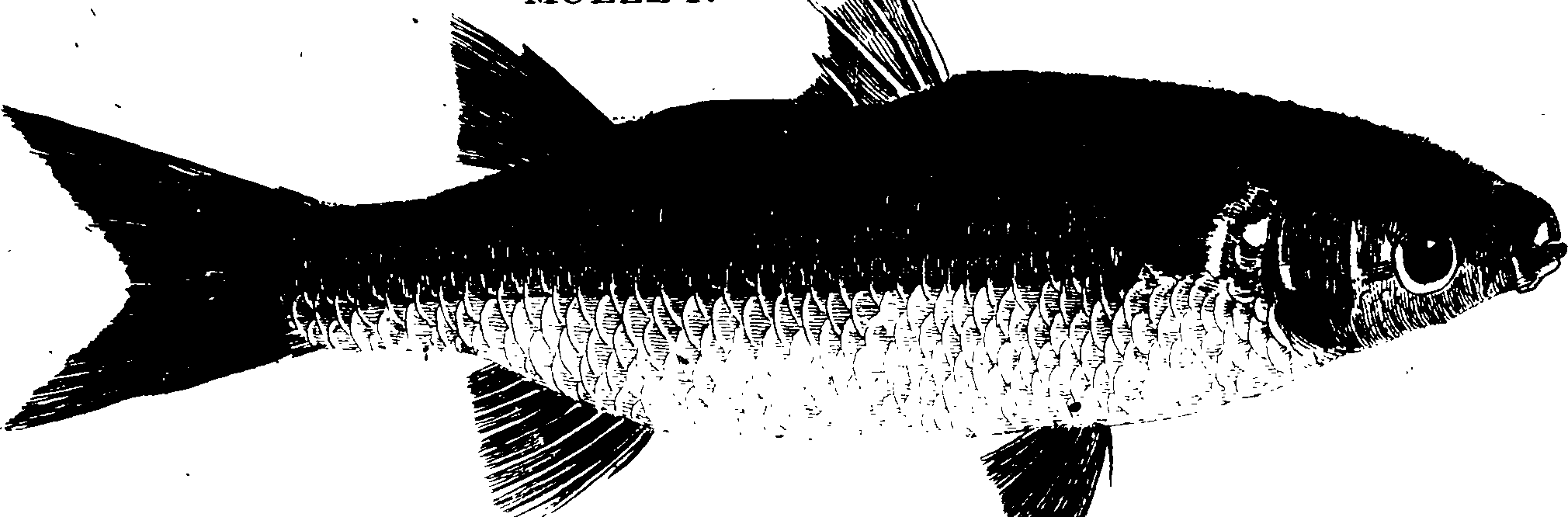 119/119950010401710_1.png