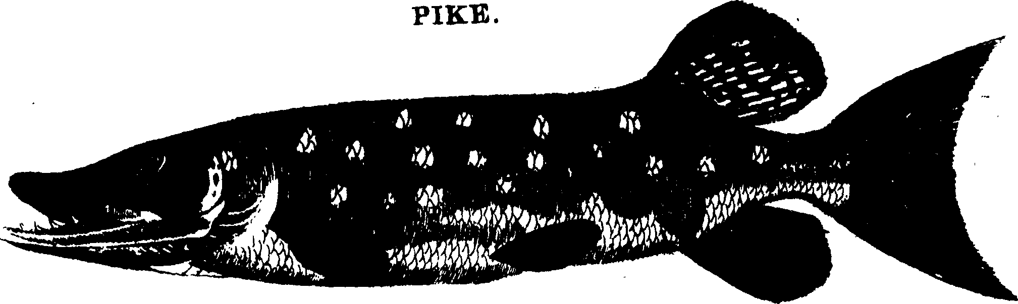 119/119950010401720_1.png