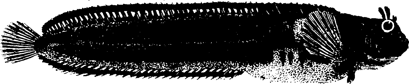119/119950010401750_1.png