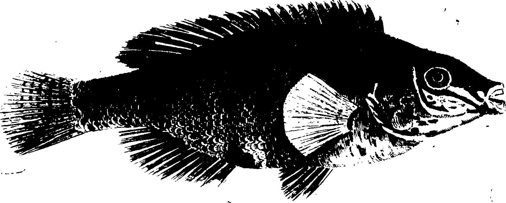 119/119950010401760_0.png