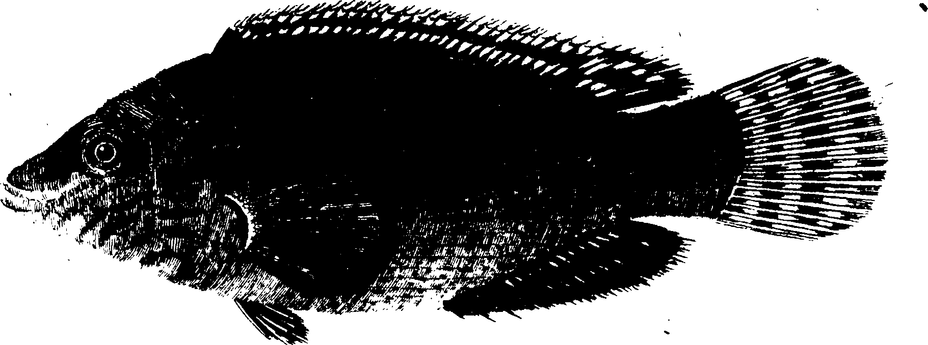 119/119950010401760_1.png