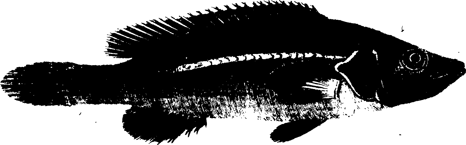 119/119950010401760_2.png