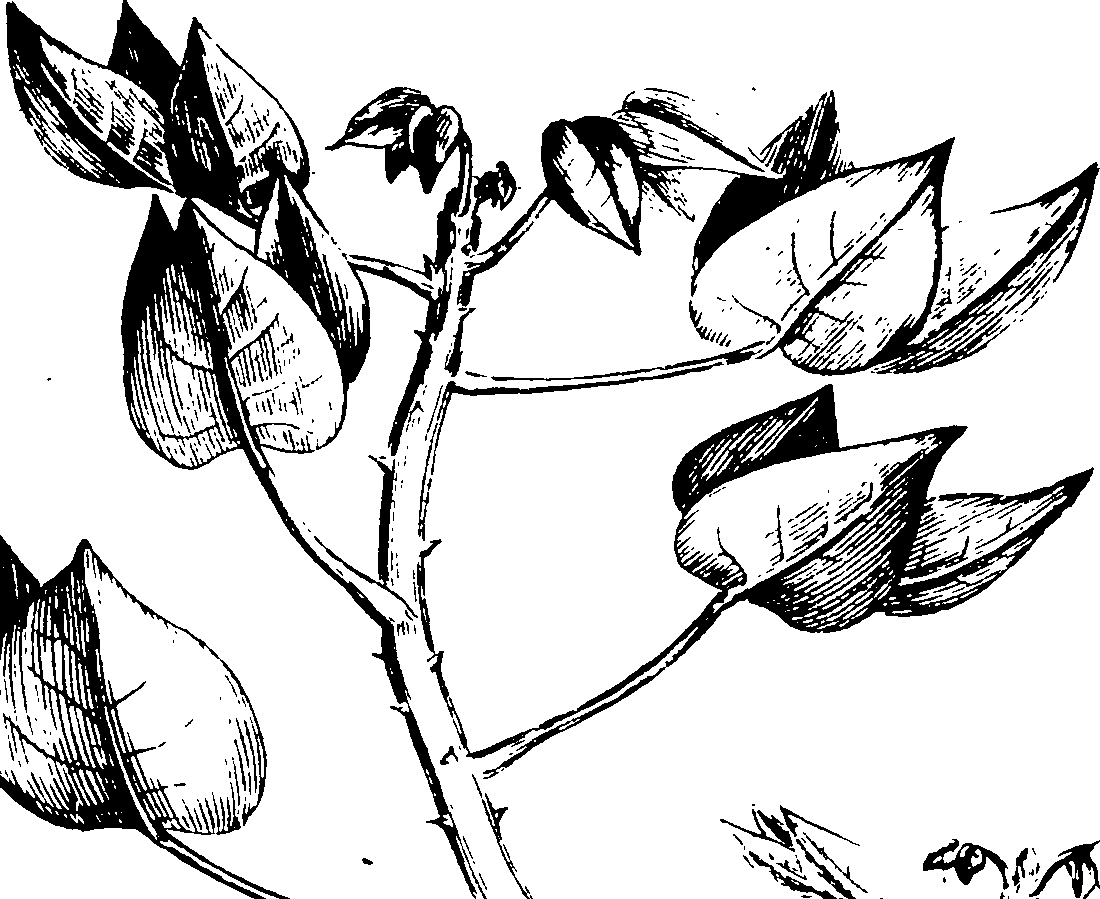119/119960010102170_0.png