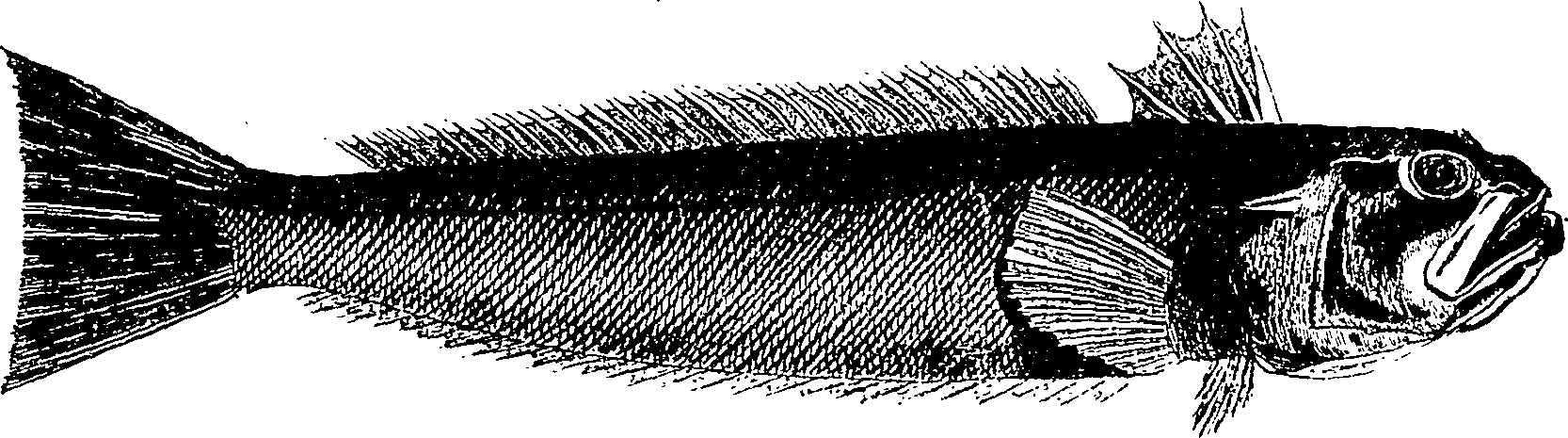 126/126400020000360_1.png